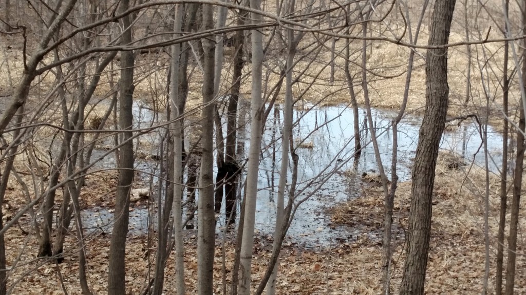 The pond has made it's reappearance.