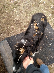 Cockleburr dog