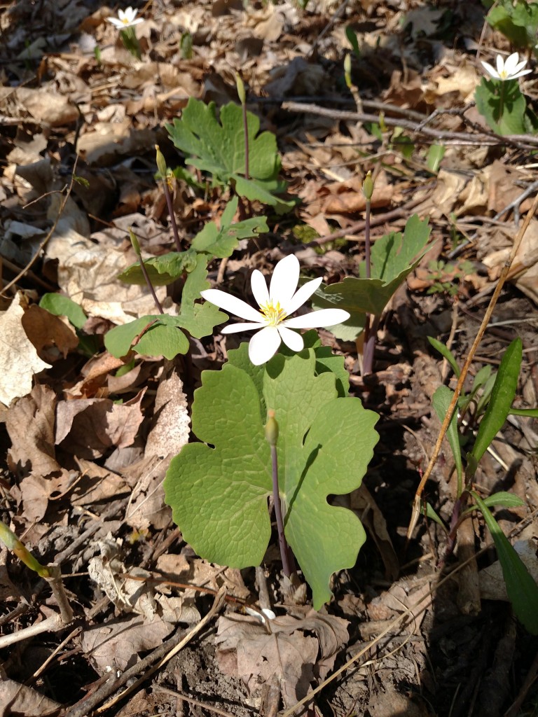 Pretty flower