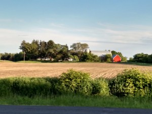 Bean field