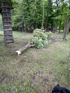 Tree down