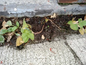 Raspberries on the Roof