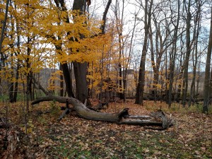 Tree comes down