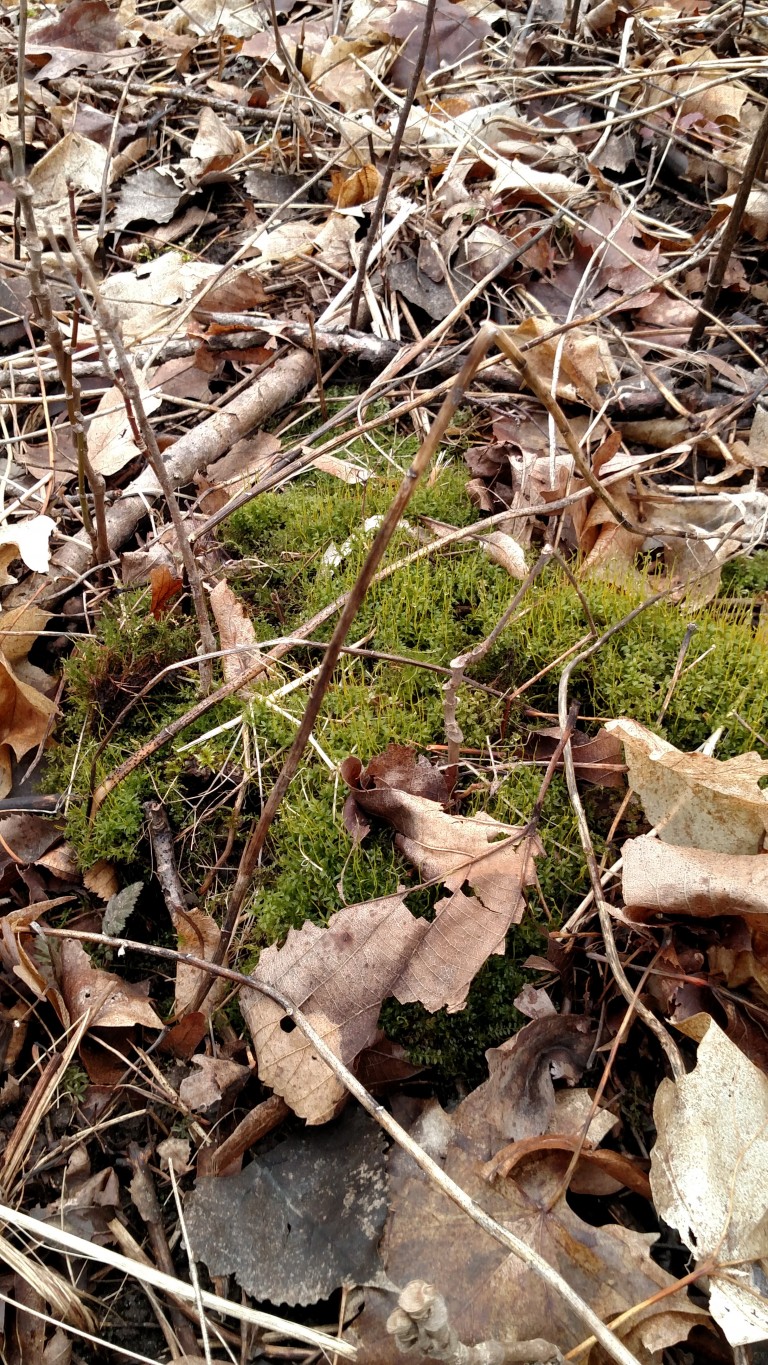 Can it be Spring Yet?????