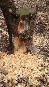 Woodpecker stump