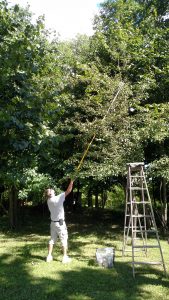 Pear picking