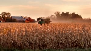 Corn Harvest