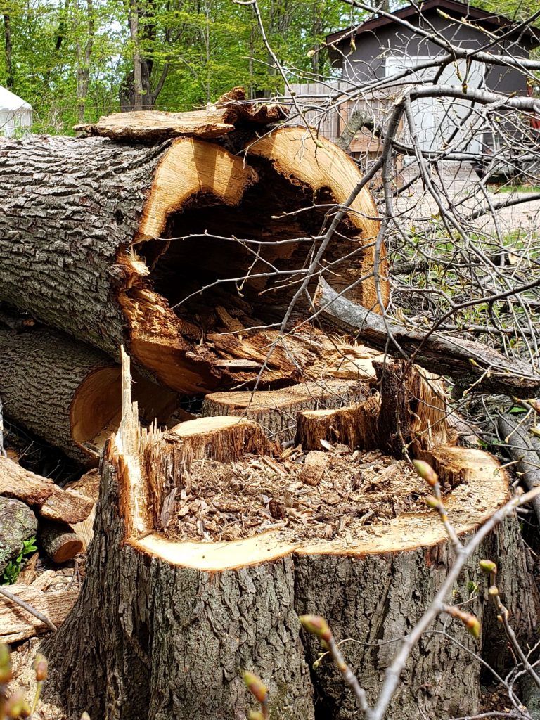 hollow stump