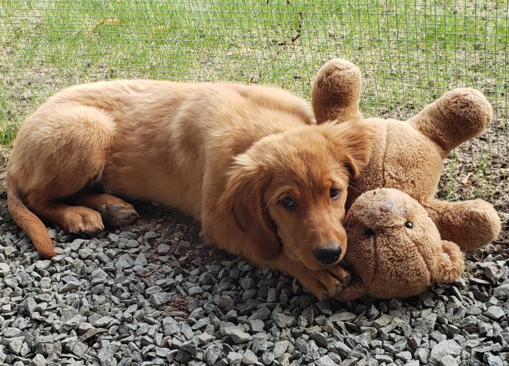 puppy with bear